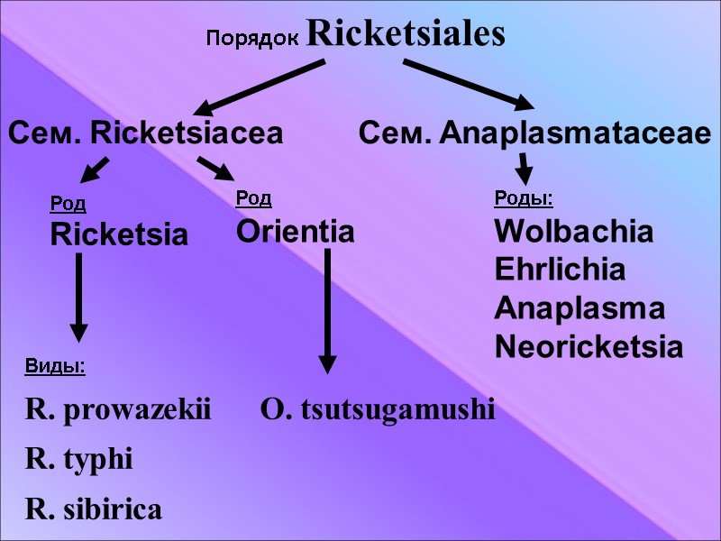 Порядок Ricketsiales Сем. Ricketsiacea         Сем. Anaplasmataceae